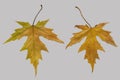 two yellow Maple leaf on gray background, autumn mood concept, seasonal Beauty of Fall, Cozy Autumn Day, wallpaper, create festive