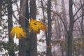 Two yellow maple leaves against fog among tree trunks Royalty Free Stock Photo