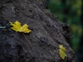 Two yellow maple leaves on a tree stump. autumn foliage in the forest Royalty Free Stock Photo