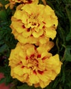 Two yellow marigold flowers closeup Royalty Free Stock Photo
