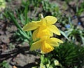 Two yellow Narcissus flowers with green lacewing fly Royalty Free Stock Photo