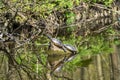 Two yellow neck turtles on a tree trunk in a pond