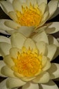 Two yellow Nelumbonaceae flowers background Royalty Free Stock Photo