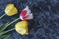 two yellow and one red tulips on a black textured table with space for text. floral background. summer background Royalty Free Stock Photo