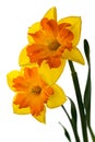 Two yellow-orange daffodils isolated on the white background Royalty Free Stock Photo