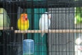 two yellow, orange and white lovebirds in a bird cage Royalty Free Stock Photo