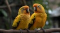 Two yellow parakeet and love birds parrots nature background Royalty Free Stock Photo