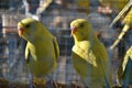 Two yellow parrots closeup with blurred background. Inside the cage. Royalty Free Stock Photo