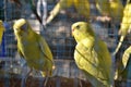 Two yellow parrots inside the cage looking to each other. Closeup with blurred background. Royalty Free Stock Photo