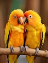 two yellow parrots sitting on a branch Royalty Free Stock Photo