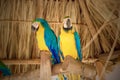 Two yellow parrots Royalty Free Stock Photo