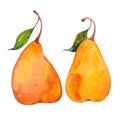 Two yellow pears Royalty Free Stock Photo