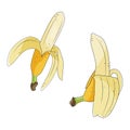 Two yellow peeled bananas set, tropical fruits, stock vector illustration. Royalty Free Stock Photo