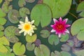 two yellow and pink nymphaea lily pad