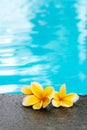 Two yellow plumeria frangipani flowers on swimming pool