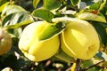 two yellow quince fruits