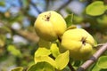 Two yellow quinces on a tree