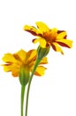 Two yellow red flowers tagetes close-up on white isolated background Royalty Free Stock Photo