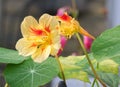 Two yellow and red nasturtiums in close up in a garden in autumn