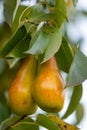Two yellow red pears on the tree Royalty Free Stock Photo