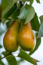 Two yellow red pears on the tree Royalty Free Stock Photo