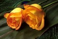 Two yellow roses Royalty Free Stock Photo