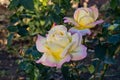 Two yellow roses Royalty Free Stock Photo