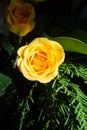 Two yellow roses in dramatic light Royalty Free Stock Photo