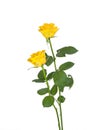 Two yellow roses Royalty Free Stock Photo