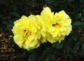 Two yellow roses. Royalty Free Stock Photo