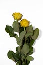 Two yellow roses on a white background Royalty Free Stock Photo