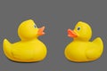 Two yellow rubber ducks on a gray background Royalty Free Stock Photo