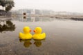 Two yellow rubber ducks in the water Royalty Free Stock Photo