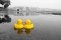 Two yellow rubber ducks in the water