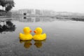 Two yellow rubber ducks in the water Royalty Free Stock Photo