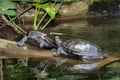 Two yellow spotted river turtles in fight Royalty Free Stock Photo