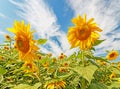 Two Yellow sunflower closeup blue sky and clouds Royalty Free Stock Photo