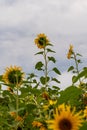 Two yellow sunflower flowers have grown taller