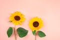 Two yellow sunflower macro shot on yellow background Royalty Free Stock Photo