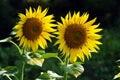 Two yellow sunflowers in bright sun light. Royalty Free Stock Photo