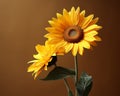 two yellow sunflowers are in a vase on a brown background Royalty Free Stock Photo