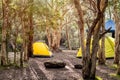 Two yellow tentss with gazebo canopy shelter at the campsite surrounding by nature on the river bank Royalty Free Stock Photo