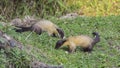 Two Yellow-throated Martens Feeding