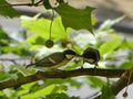 Two yellow tomtit birds one bringing food and feed another standing on the tree branch