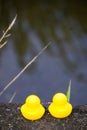 Two yellow toy ducks on the edge of the river. Royalty Free Stock Photo