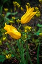 Two yellow tulip blossom on a background of flower beds