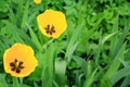 Two yellow tulips in the green Royalty Free Stock Photo