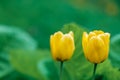 Two yellow tulips grow in the garden. Close