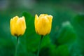 Two yellow tulips grow in the garden. Close