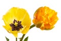 Two yellow tulips isolated on a white background Royalty Free Stock Photo